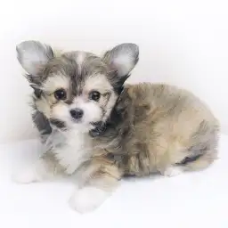 MIX（チワワ×マルチーズ）