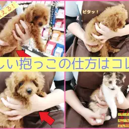 【 わんにゃんガイドVol.1 】 子犬子猫が安心する抱っこの仕方はコレ!!