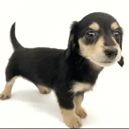 カニンヘン・ダックスフント