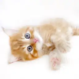 スコティッシュフォールド