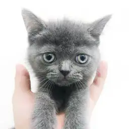 ブリティッシュショートヘア