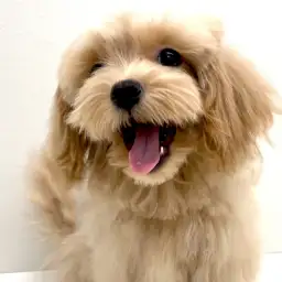 MIX（マルチーズ×トイプードル）