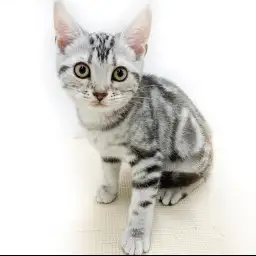 アメリカンショートヘア