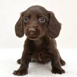 ミニチュア・ダックスフント