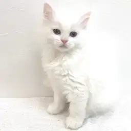 ノルウェージャンフォレストキャット