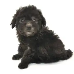 トイ・プードル