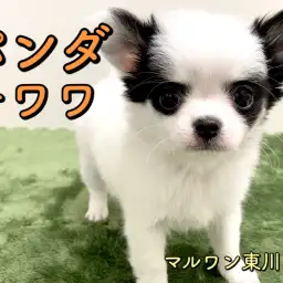 【 チワワ 】一度でも見たら引き込まれる超個性！衝撃のパンダ柄チワワ♪