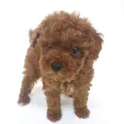 トイ・プードル