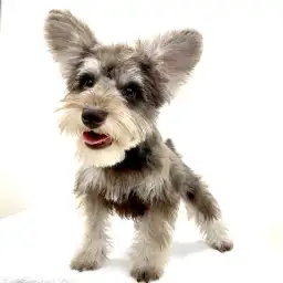 ミニチュア・シュナウザー