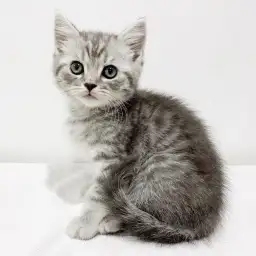 スコティッシュフォールド