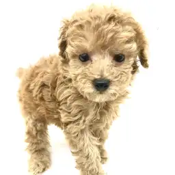 トイ・プードル