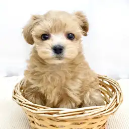 MIX（マルチーズ×トイプードル）