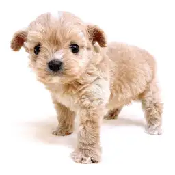 MIX（チワワ×トイプードル）