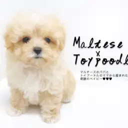 【 MIX犬・子犬 】アプリコットカラーと丸みのあるディテールのマルプー登場！