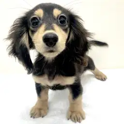 カニンヘン・ダックスフント