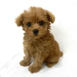 トイ・プードル