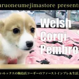 【 コーギー 】愛らしいルックスの梅島店コーギーのファーストインプレ＆生活方法！