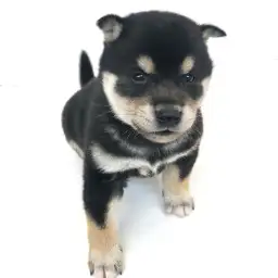 柴犬