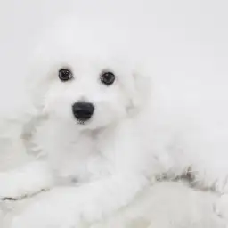 ビションフリーゼ