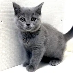 ブリティッシュショートヘア