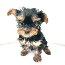 ヨークシャーテリア