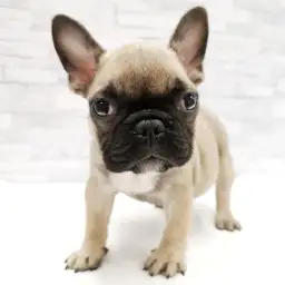 フレンチブルドッグ