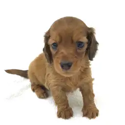 ミニチュア・ダックスフント