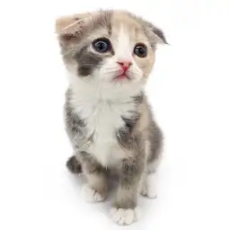 スコティッシュフォールド