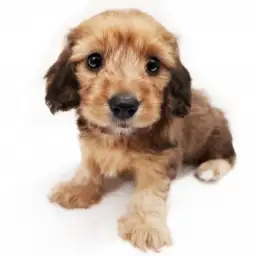 ミニチュア・ダックスフント