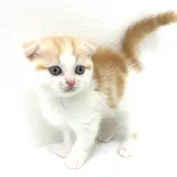 スコティッシュフォールド