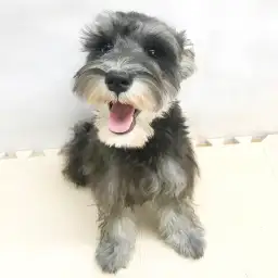 ミニチュア・シュナウザー