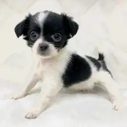 MIX（チワワ×トイプードル）