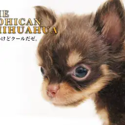 【 モヒカンチワワ 】生後51日で370g!小さめサイズのチョコタンチワワ!