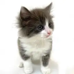 ノルウェージャンフォレストキャット