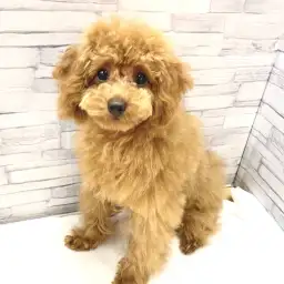 トイ・プードル