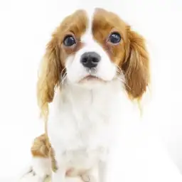 キャバリア・キングチャールズ・スパニエル