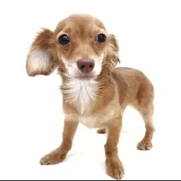 MIX（チワワ×ダックスフント）