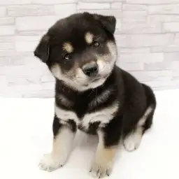柴犬