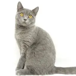 ブリティッシュショートヘア