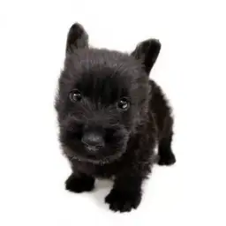 スコティッシュテリア