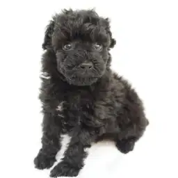 トイ・プードル