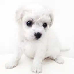 ビションフリーゼ