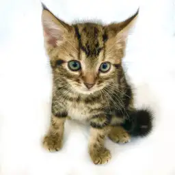 アメリカンショートヘア