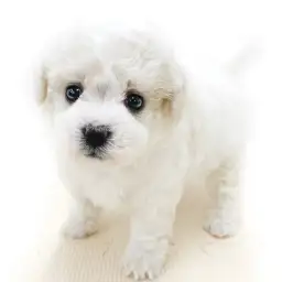 ビションフリーゼ