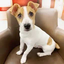 ジャックラッセルテリア