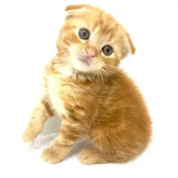 スコティッシュフォールド