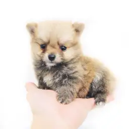 MIX（チワワ×ポメラニアン）