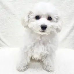 ビションフリーゼ