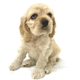 アメリカンコッカースパニエル