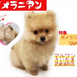 【 ポメラニアン 】もこもこタヌキ顔!初めての方へのポメラニアンQ&A!